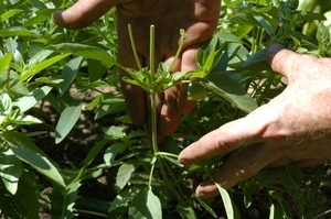 Basil-nodes.JPG